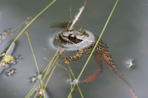 frog in river