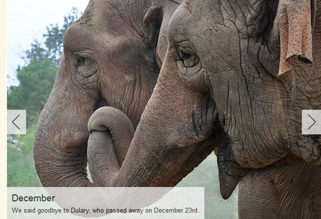 elephant-sanctuary-tennesse-dulary