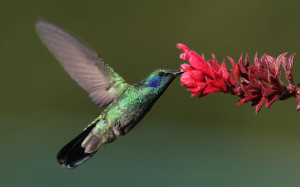 Colibri-thalassinus