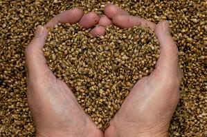 hemp-seeds-hands