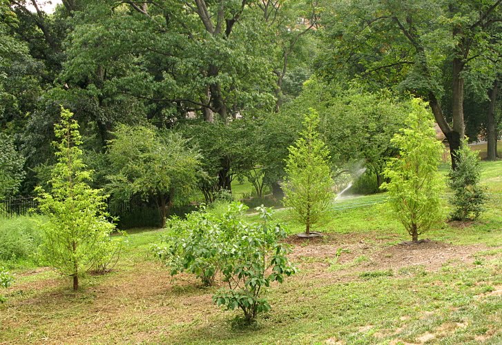 young-redwood-trees