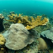 Varadero Coral Reef Thrives in the Bay of Cartagena