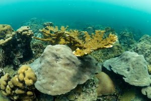 varadero coral reef garden